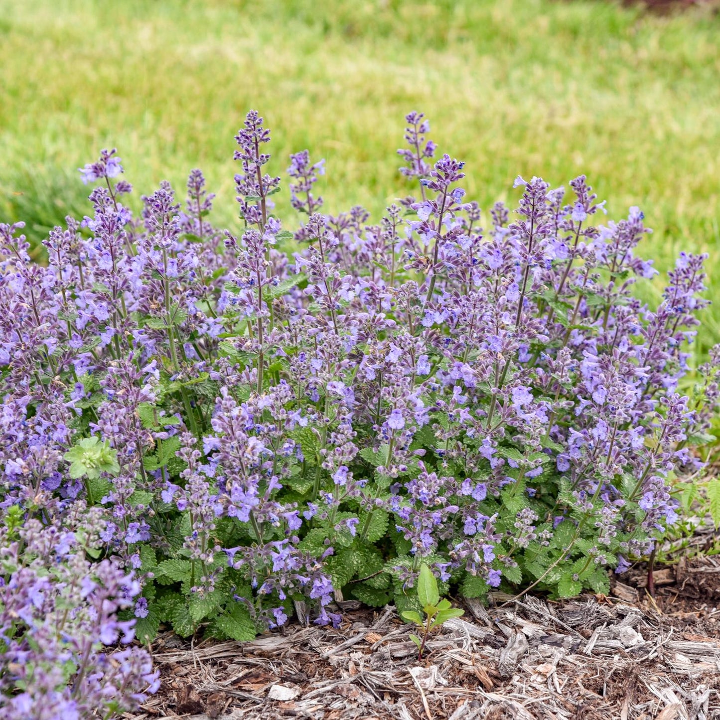A cluster of 'Catwalk Queen' Catmint (Nepeta), a pollinator-friendly perennial, shows off tall stems with small purple flowers and green leaves, flourishing in a mulched garden bed against a backdrop of green grass - Photo Courtesy of Walters Gardens, Inc.