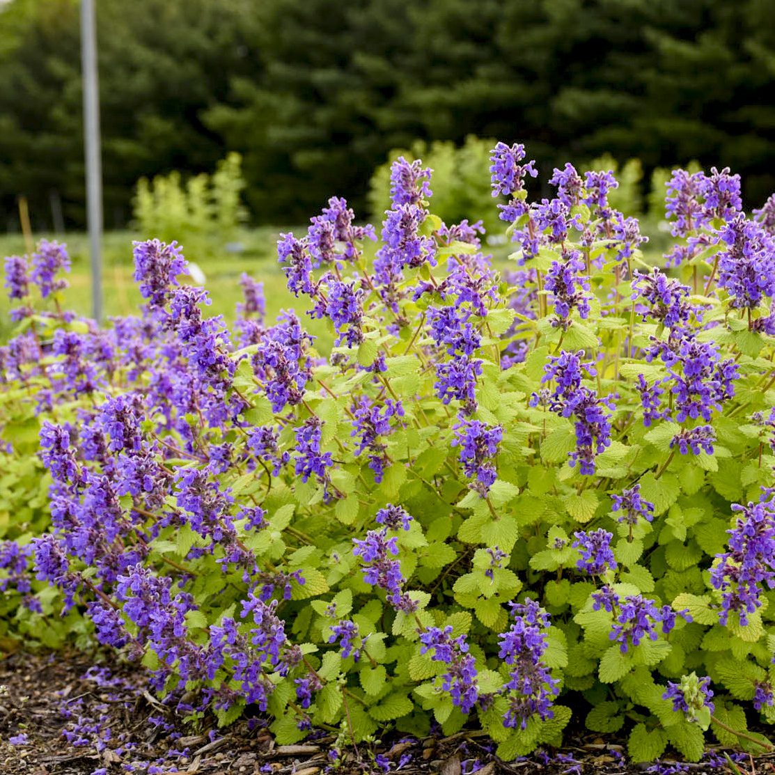 Chartreuse On the Loose' Catmint (Nepeta) - Photo Courtesy of Walters Gardens, Inc.