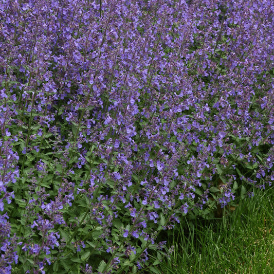 A dense cluster of Junior Walker™ Catmint (Nepeta) with tall spikes of small purple flowers and green foliage, grows beside a patch of green grass - Photo Courtesy of Ball Horticulture, Inc.