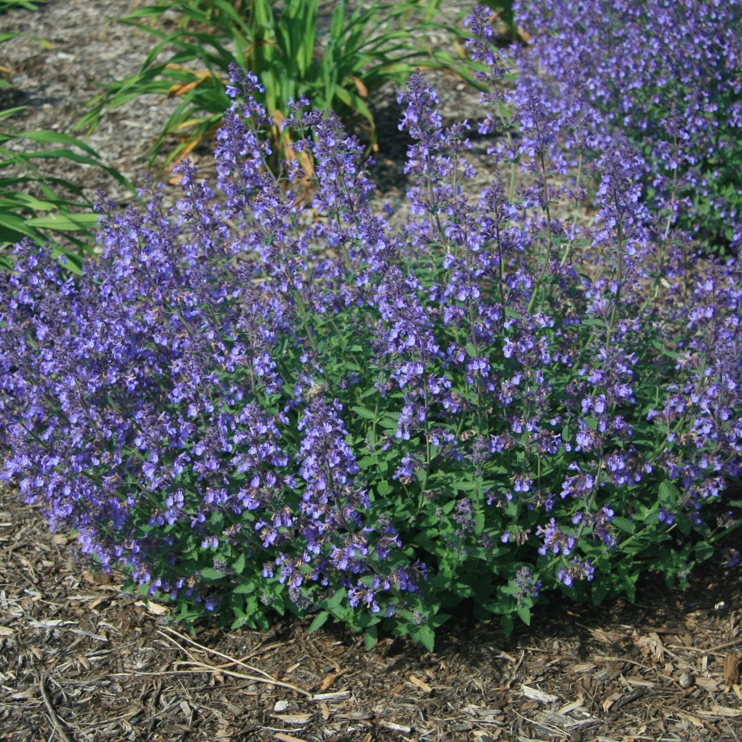 Junior Walker™ Catmint (Nepeta) with abundant purple-blue flower spikes, green foliage, and lasting color surrounded by mulch - Photo Courtesy of Ball Horticulture, Inc.