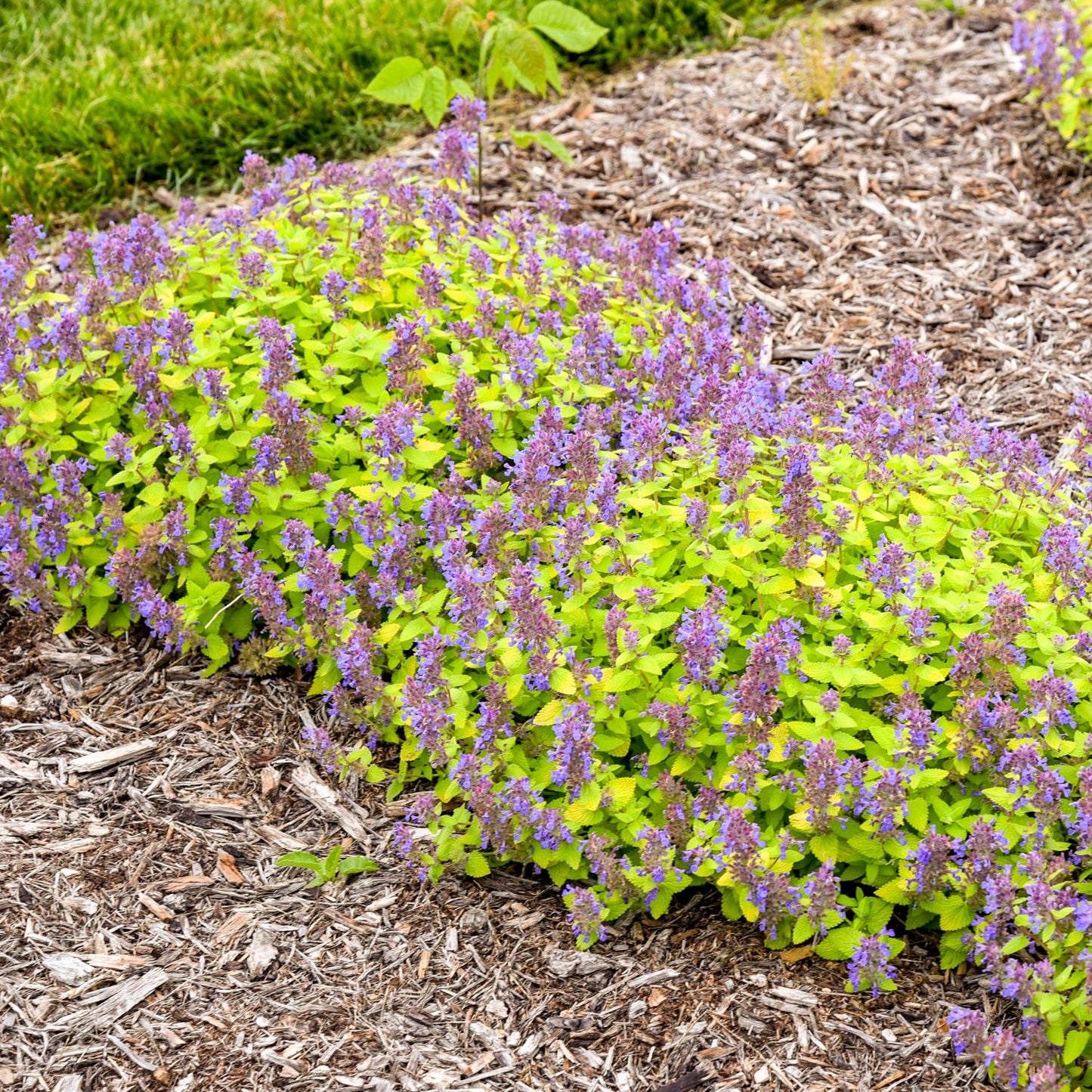 Lemon Purrfection' Catmint (Nepeta) - Photo Courtesy of Walters Gardens, Inc.