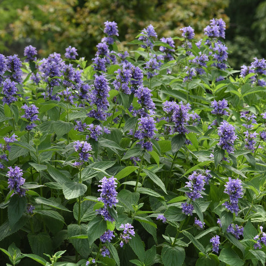 A dense patch of Prelude™ Blue Catmint (Nepeta) displays vibrant purple blooms amid lush foliage set against softly blurred trees - Photo Courtesy of Ball Horticulture, Inc.