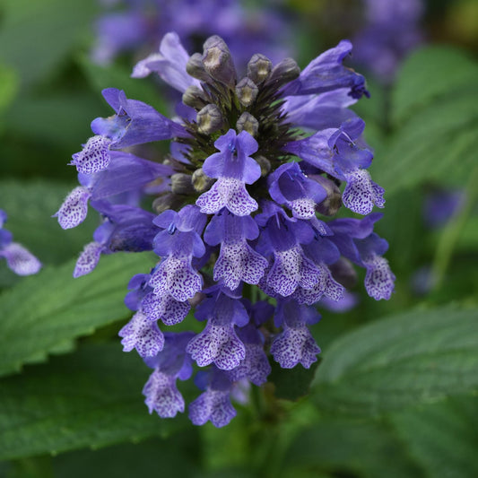 Close-up of Prelude™ Blue Catmint (Nepeta) with vibrant purple flower clusters and delicate spotted petals, set among green leaves - Photo Courtesy of Ball Horticulture, Inc.
