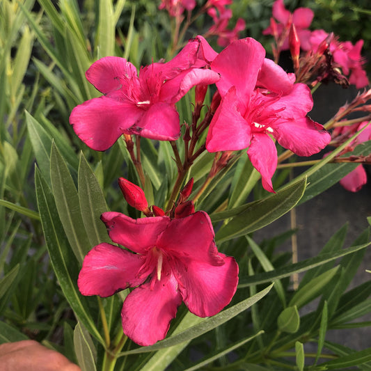 Austin Pretty Limits® Oleander (Nerium) - Photo Property of Garden Crossings LLC