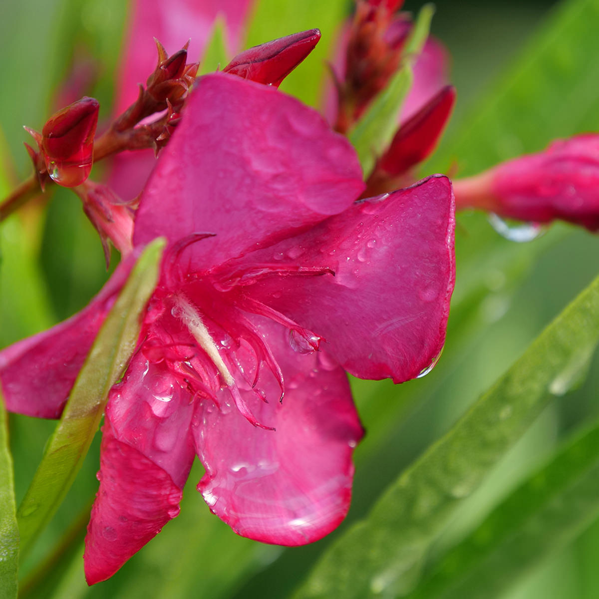 Austin Pretty Limits® Oleander (Nerium) - Photo Courtesy of Proven Winners, Inc.