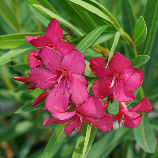 Bright pink blooms of the Austin Pretty Limits® Oleander (Nerium) shine among slender green leaves, forming a compact shrub with vibrant petals and lush foliage. - Photo Courtesy of Proven Winners, Inc.
