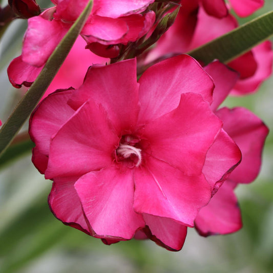 Close-up of a vibrant ¡Olé!™ Bicolor Red Oleander (Nerium) flower in bloom, its delicate pink petals with darker edges highlighting the beauty of this heat-tolerant, evergreen shrub, set among green leaves and blurred blooms in the background. - Photo Courtesy of Proven Winners, Inc.