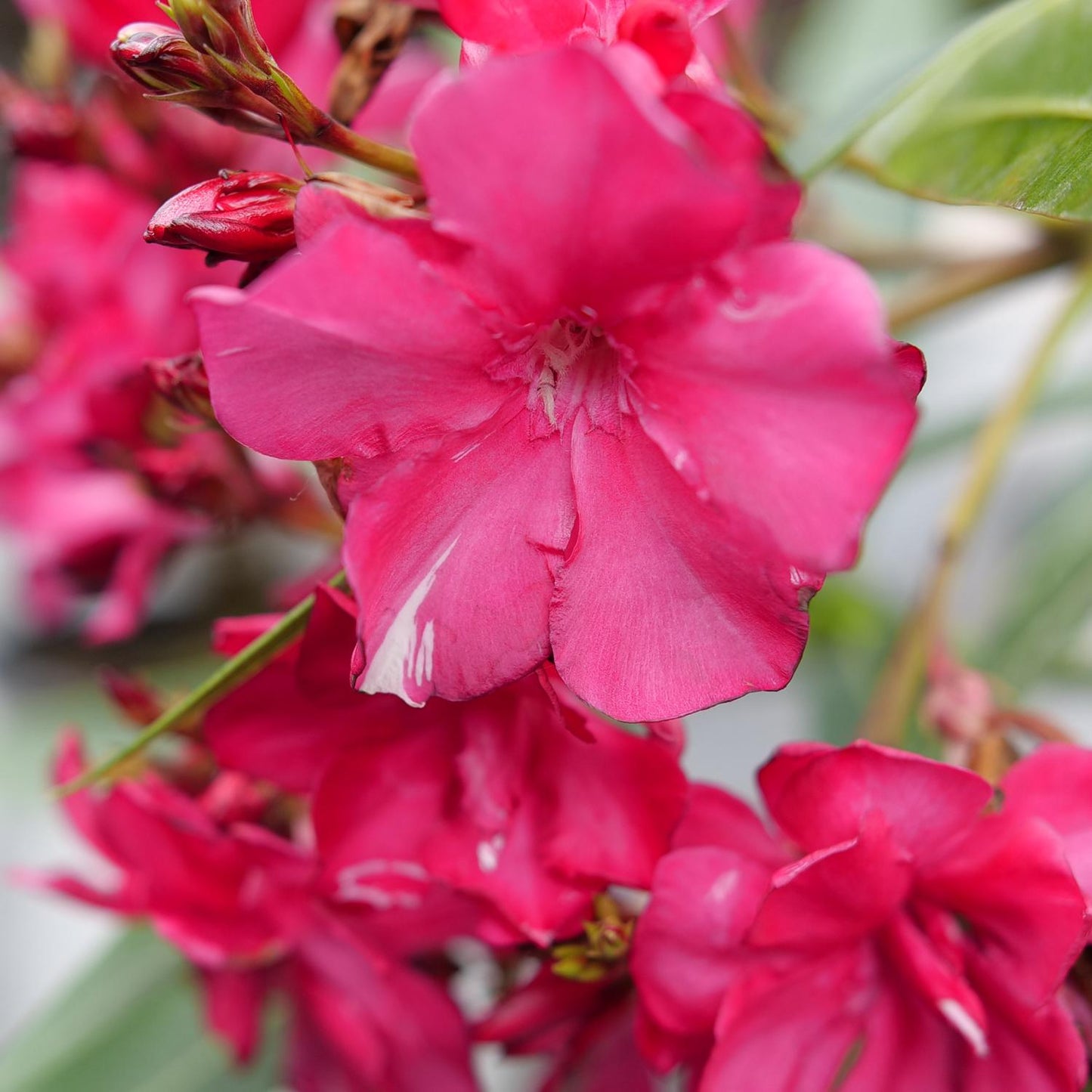 Close-up of ¡Olé!™ Bicolor Red Oleander (Nerium) featuring vibrant pink-red clustered blooms with smooth petals and green leaves - Photo Courtesy of Proven Winners, Inc.