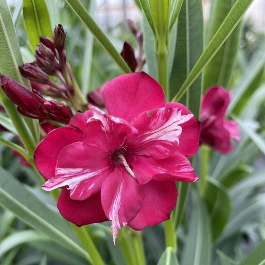 The ¡Olé!™ Bicolor Red Oleander (Nerium) features vibrant red flowers with white streaks, lush green lance-shaped leaves, and closed buds - Photo Courtesy of Proven Winners, Inc.