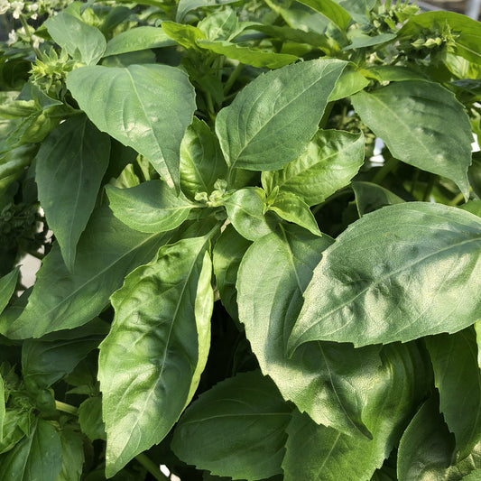 Amazel Basil® Sweet Italian Basil (Ocimum) - Photo Property of Garden Crossings LLC