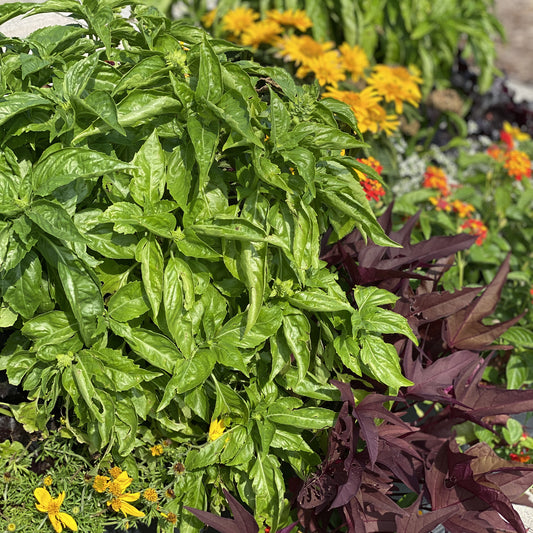Amazel Basil® Sweet Italian Basil (Ocimum) - Photo Property of Garden Crossings LLC