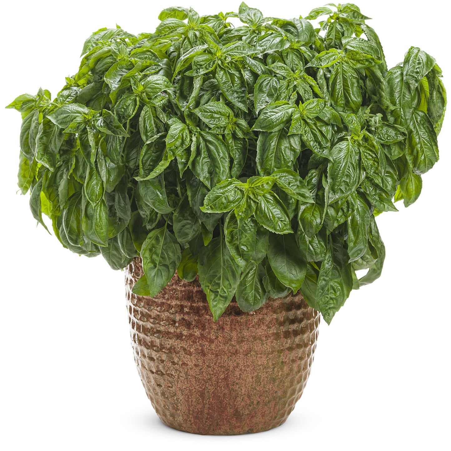 Amazel Basil® Sweet Italian Basil (Ocimum) - Photo Courtesy of Proven Winners, Inc.
