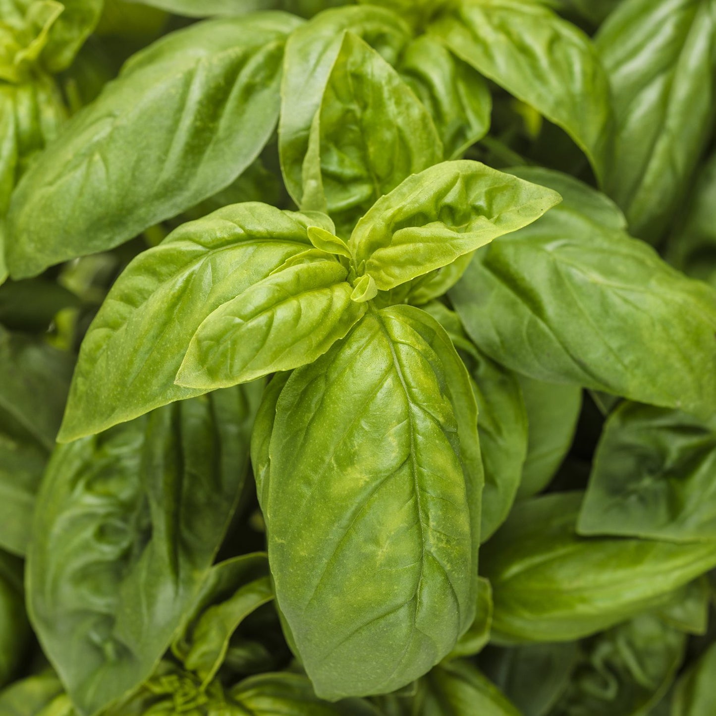 Pesto Besto® Sweet Italian Basil (Ocimum) - Photo Courtesy of Proven Winners, Inc.