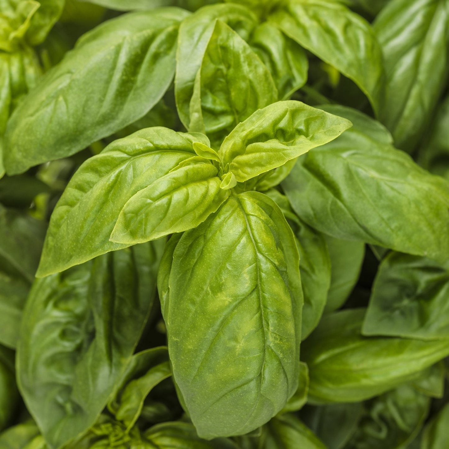 Close-up of lush, vibrant green Pesto Besto® Sweet Italian Basil (Ocimum) leaves with smooth, glossy surfaces and visible veins - Photo Courtesy of Proven Winners, Inc.