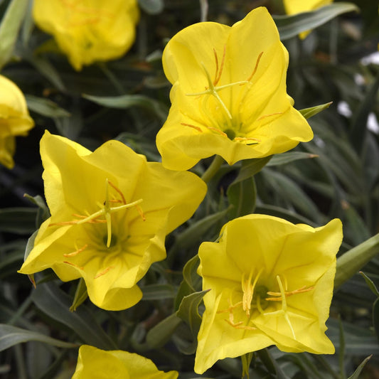 Close-up of three bright yellow flowers with delicate petals, the 'Evening Sun' Missouri Evening Primrose (Oenothera) has clustered blooms and narrow green leaves - Photo Courtesy of Ball Horticulture, Inc.