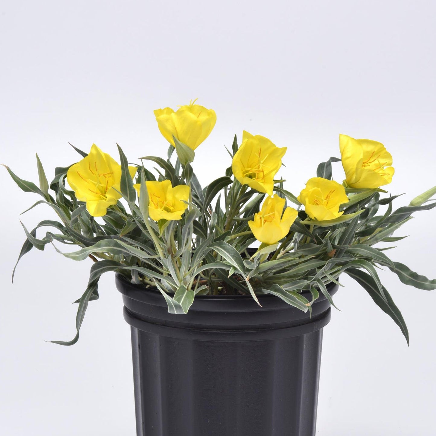 A black plastic pot holds an 'Evening Sun' Missouri Evening Primrose (Oenothera), a drought-tolerant perennial with long, narrow green leaves and bright yellow cup-shaped flowers, displayed against a plain white background - Photo Courtesy of Ball Horticulture, Inc. Decorative pot not included.