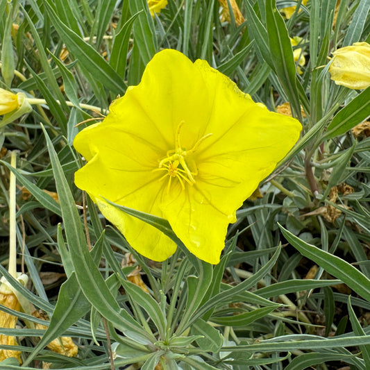 The ‘Evening Sun’ Missouri Evening Primrose (Oenothera) features bright yellow, five-petaled flowers and slender green leaves - Photo Property of Garden Crossings LLC.