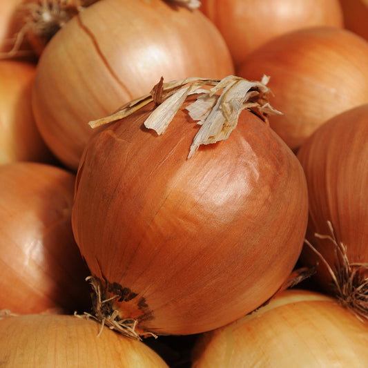 A close-up of Yellow Sweet Spanish' Onion (Allium) shows whole onions with dry, papery skins and natural texture. Piled together, they display earthy tones and ideal storage for this flavorful variety - Photo Courtesy of Burpee.