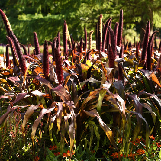 ‘Copper Prince’ Millet (Pennisetum) is an ornamental grass with tall, dark purple flower spikes and vibrant leaves that thrives in bright sunlight - Photo Courtesy of Ball Horticulture, Inc.