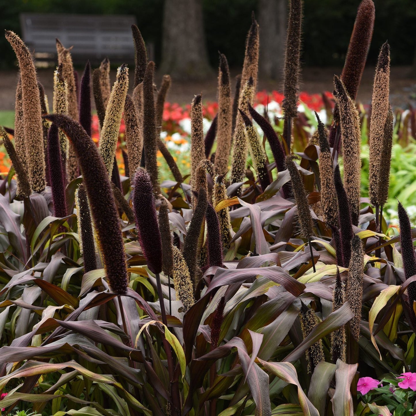 ‘Copper Prince’ Millet (Pennisetum) features tall, dark brown plants with upright seed heads and reddish-purple leaves - Photo Courtesy of Ball Horticulture, Inc.
