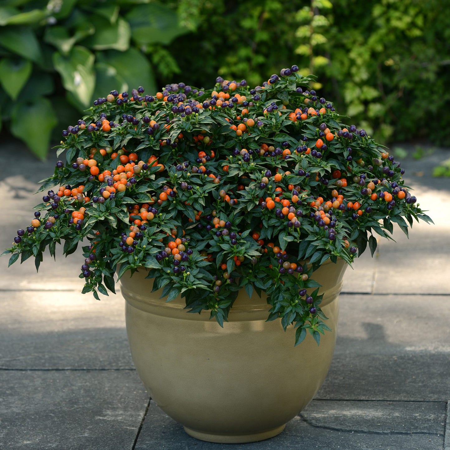 Hot Pops Yellow' Ornamental Pepper (Capsicum) - Photo Courtesy of Ball Horticulure, Inc.