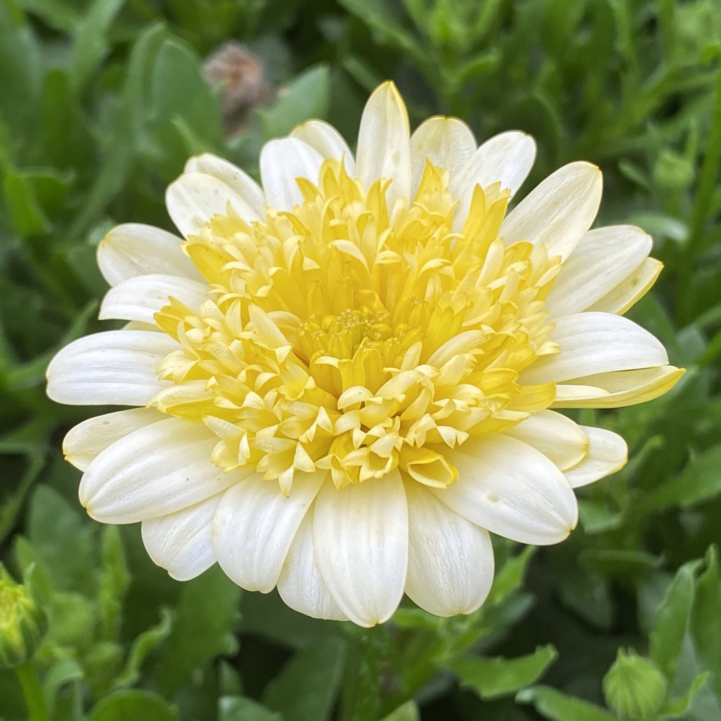A close-up of the Double Moonglow African Daisy, showing its layered white petals and dense yellow center against a green leafy background - Photo Property of Garden Crossings LLC