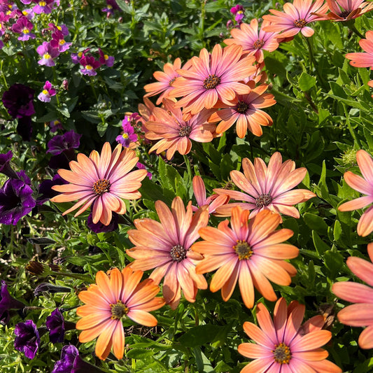 Bright Lights™ Horizon™ Sunset African Daisy (Osteospermum) - Photo Property of Garden Crossings LLC
