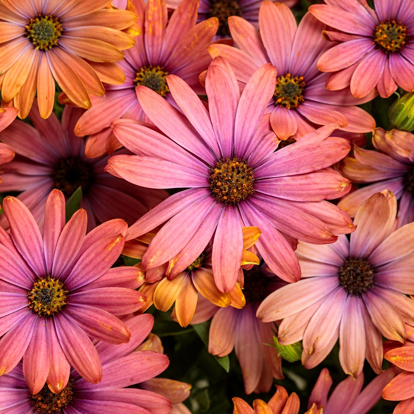 A close-up of Horizon™ Sunset African Daisy showcasing vibrant pink-orange-purple petals and dark, overlapping centers - Photo Courtesy of Proven Winners, Inc.