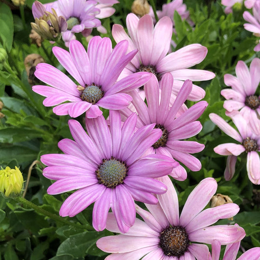 Bright Lights™ Pink African Daisy (Osteospermum) - Photo Property of Garden Crossings LLC
