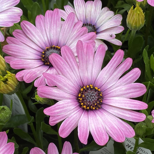 Bright Lights™ Pink African Daisy (Osteospermum) - Photo Property of Garden Crossings LLC