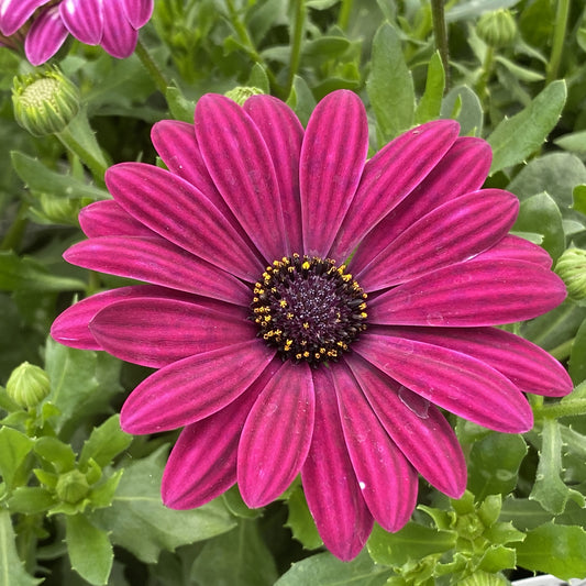 Bright Lights™ Purple African Daisy (Osteospermum) - Photo Property of Garden Crossings LLC