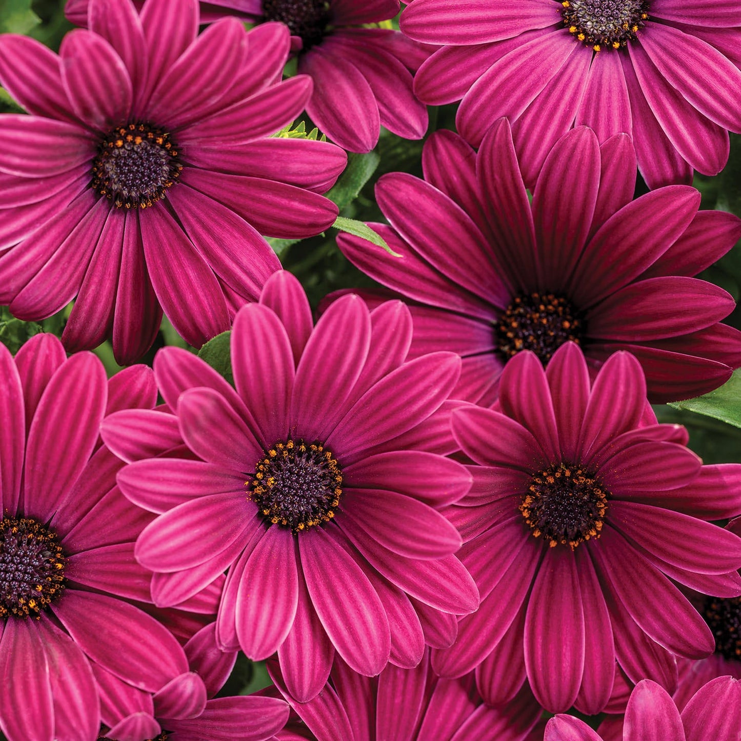 A close-up of vibrant Purple African Daisy blooms, showcasing heat-tolerant magenta petals with dark centers and green leaves in the background - Photo Courtesy of Proven Winners, Inc.