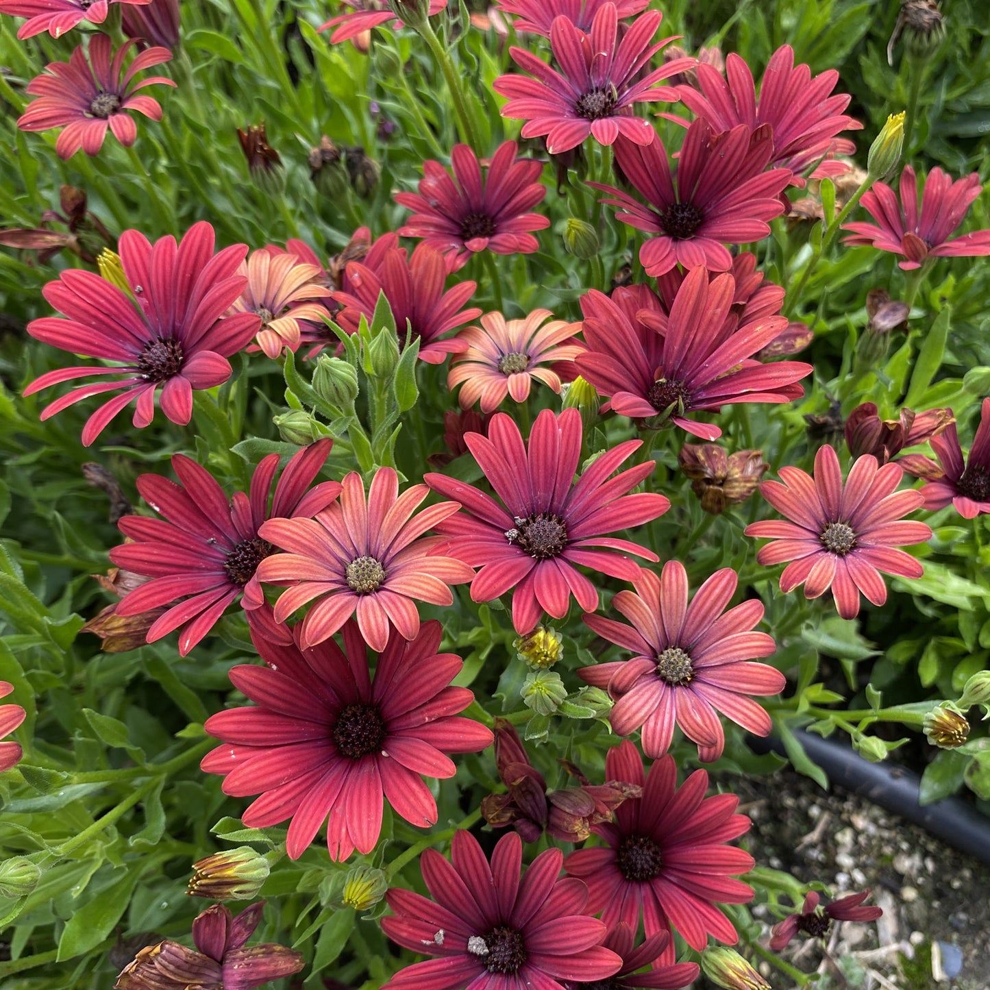 Bright Lights™ Red African Daisy (Osteospermum) - Photo Property of Garden Crossings LLC