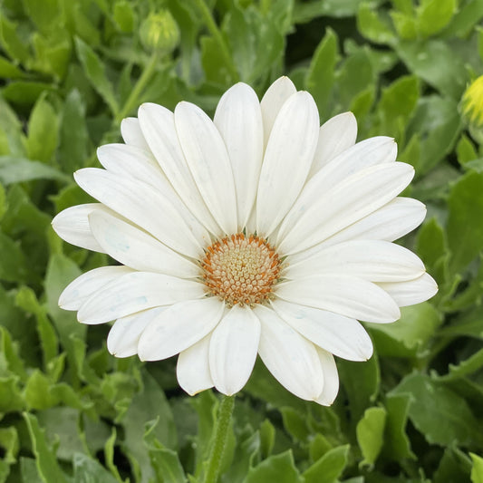 Bright Lights™ African Daisy (Osteospermum) - Photo Property of Garden Crossings LLC