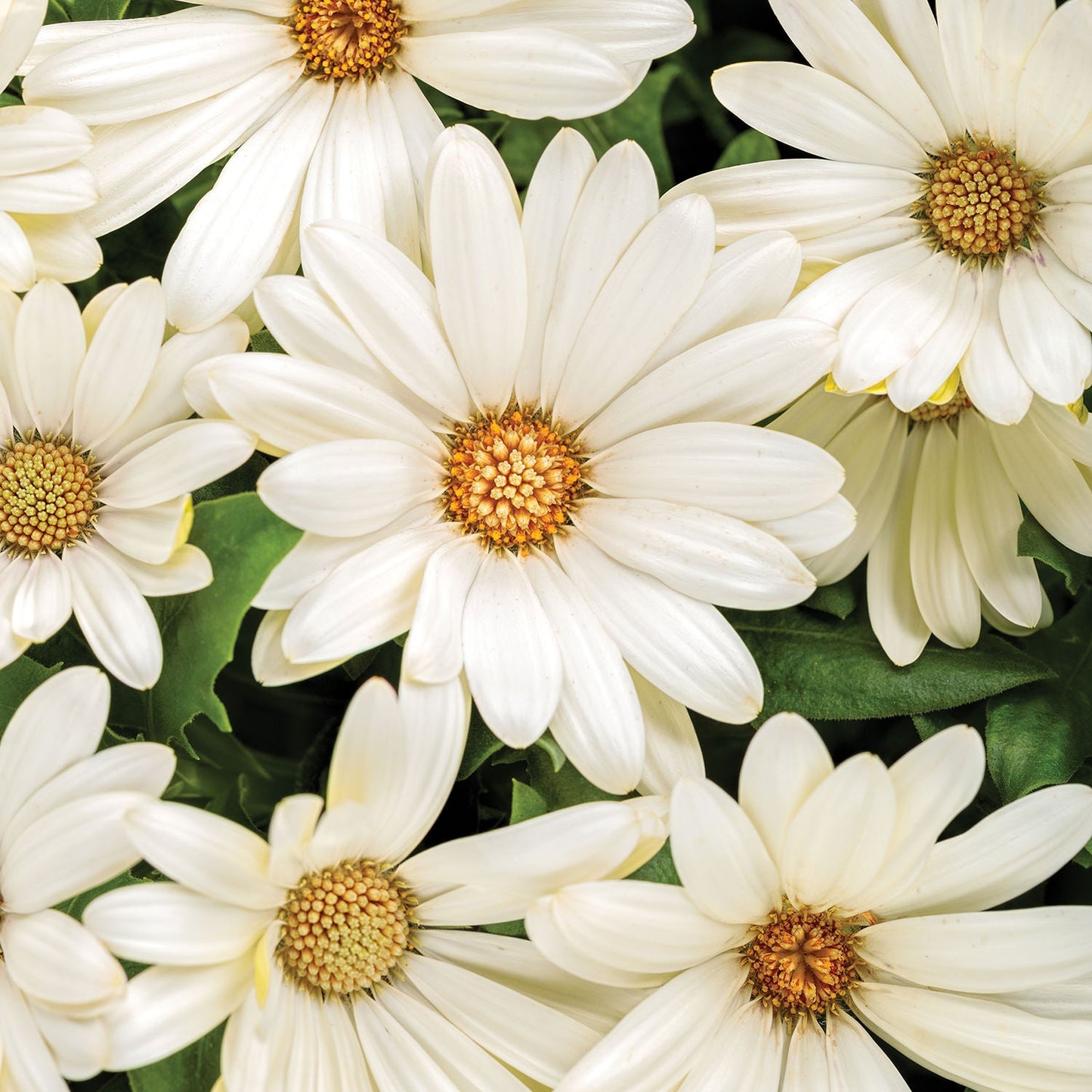 Close-up of White African Daisies in summer bloom, featuring yellow centers, long overlapping petals, and lush green leaves for a vibrant, dense floral display - Photo Courtesy of Proven Winners, Inc.