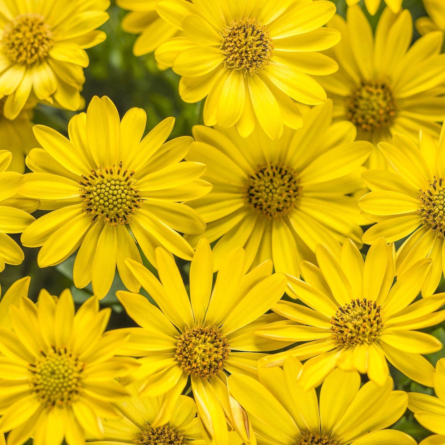 Close-up of Bright Lights™ Yellow African Daisy blooms with green centers overlapping, filling the image and creating a vibrant, cheerful pattern - Photo Courtesy of Proven Winners, Inc.