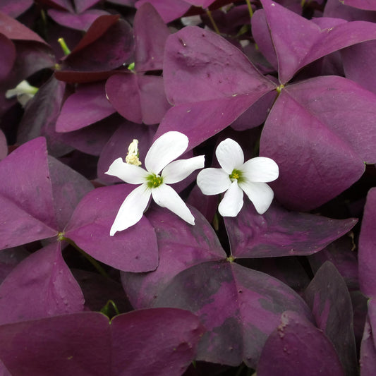 Charmed® Wine Shamrock (Oxalis) - Photo Property of Garden Crossings LLC