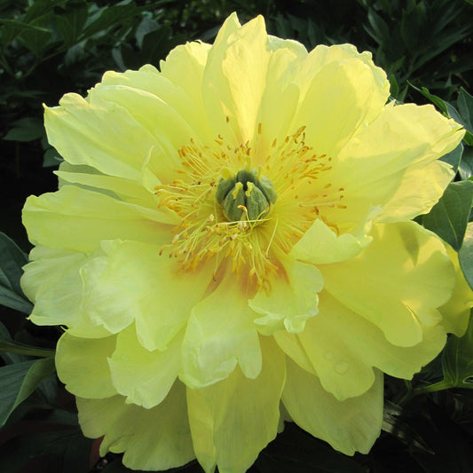 A large 'Bartzella' Peony (Paeonia) in full bloom displays pale yellow, delicately layered petals and yellow stamens, set against lush green foliage - Photo Courtesy of Walters Gardens, Inc.
