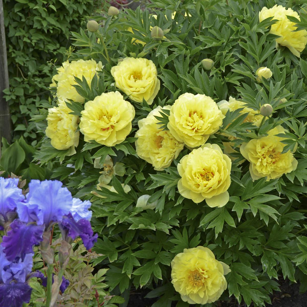 A 'Bartzella' Peony (Paeonia) bush with large yellow flowers blooms among green leaves, while purple irises flower in the foreground. More greenery and a fence appear in the background - Photo Courtesy of Walters Gardens, Inc.