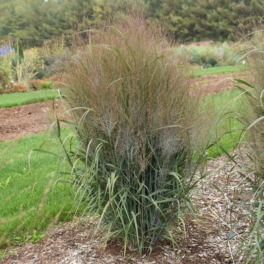 A Prairie Winds® 'October Sky' Switch Grass (Panicum) features tall, narrow green leaves and wispy reddish-purple plumes, growing in a mulched garden with green grass - Photo Courtesy of Walters Gardens, Inc.