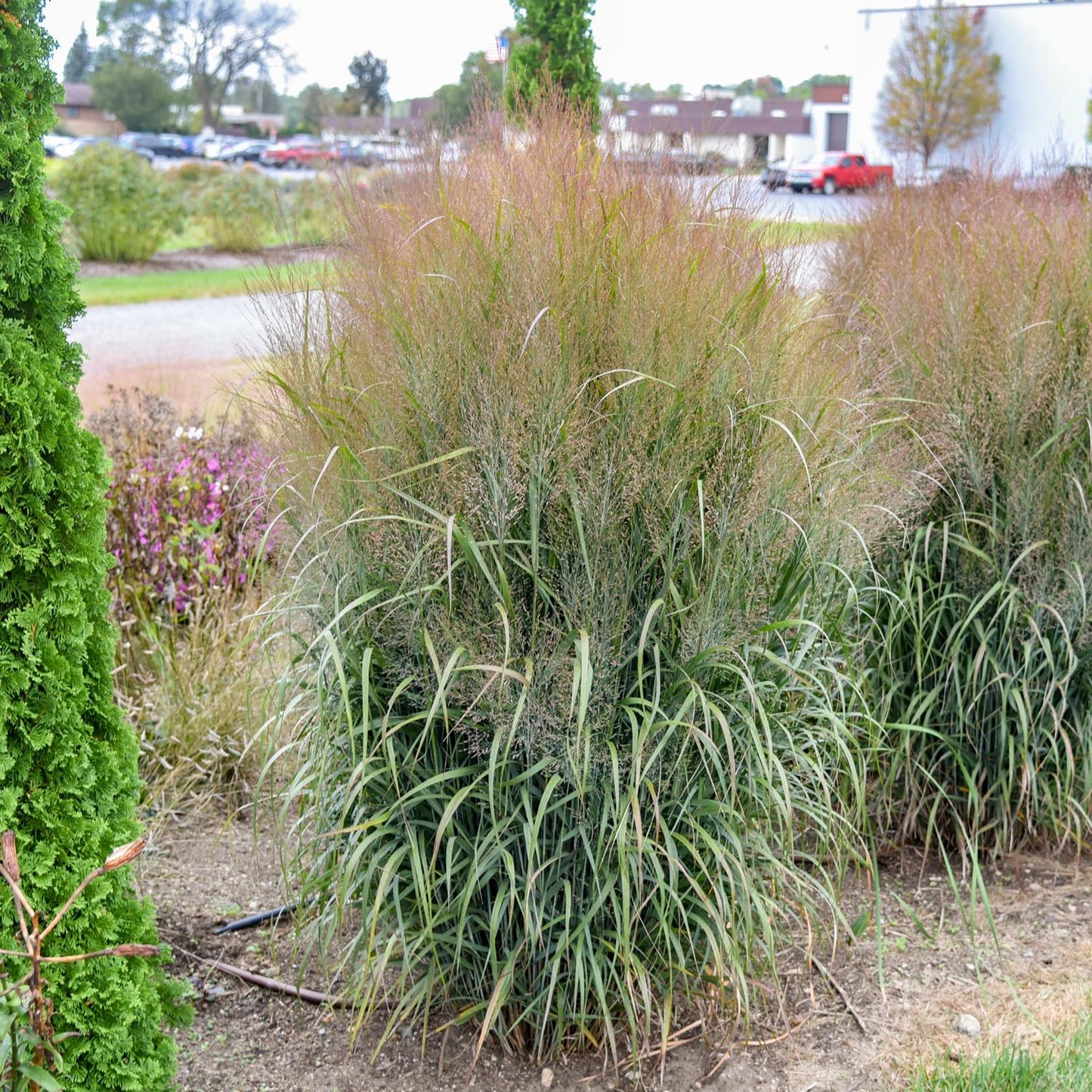 A large clump of Prairie Winds® 'October Sky' Switch Grass (Panicum) with tall, thin green and reddish blades grows in a landscaped garden bed among plants and trees, with buildings and parked cars visible in the background - Photo Courtesy of Walters Gardens, Inc.