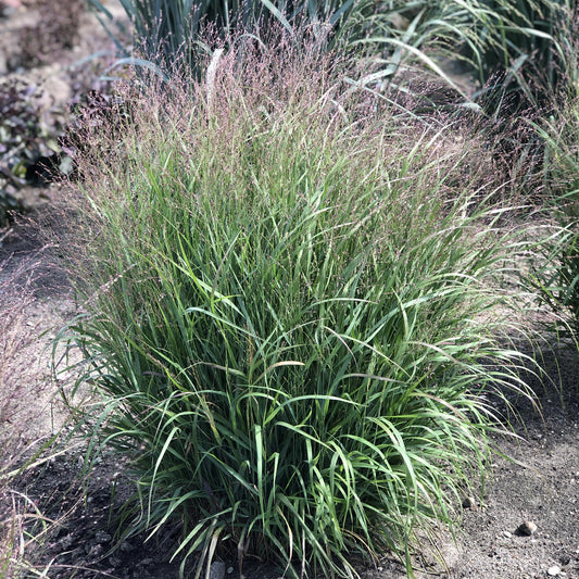 Prairie Winds® 'Apache Rose' Switchgrass (Panicum) - Photo Property of Garden Crossings LLC