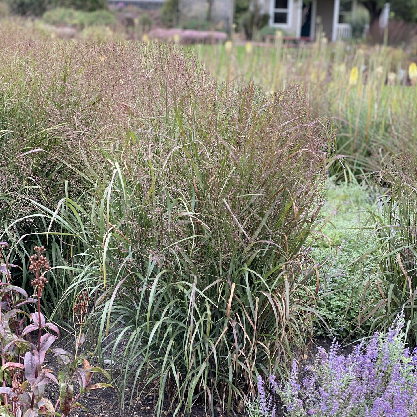 A dense clump of Prairie Winds® 'Apache Rose' Switch Grass (Panicum) with slender green leaves and feathery plumes grows in a garden among various plants and purple flowers, with a house visible in the background - Photo Property of Garden Crossings LLC.