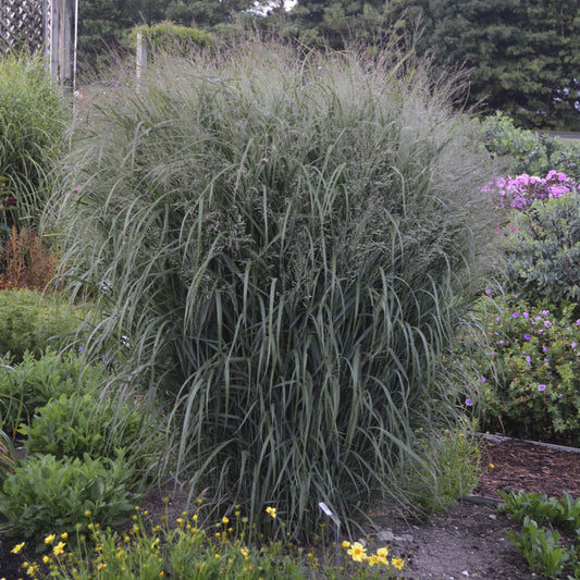 A large clump of Prairie Winds® 'Apache Rose' Switch Grass (Panicum) with thin green blades and wispy flowerheads stands among various flowering plants in the garden - Photo Courtesy of Proven Winners, Inc.
