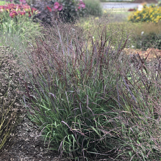 Prairie Winds® 'Cheyenne Sky' Switchgrass (Panicum) - Photo Property of Garden Crossings LLC