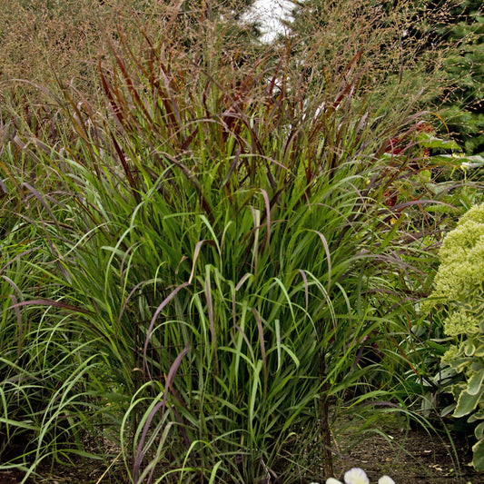 A large clump of Prairie Winds® 'Cheyenne Sky' Switch Grass (Panicum) with tall, thin green blades and reddish-purple seed heads grows in a garden bed, surrounded by other green plants - Photo Courtesy of Proven Winners, Inc.
