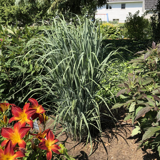 Prairie Winds® 'Totem Pole' Switchgrass (Panicum) - Photo Property of Garden Crossings LLC