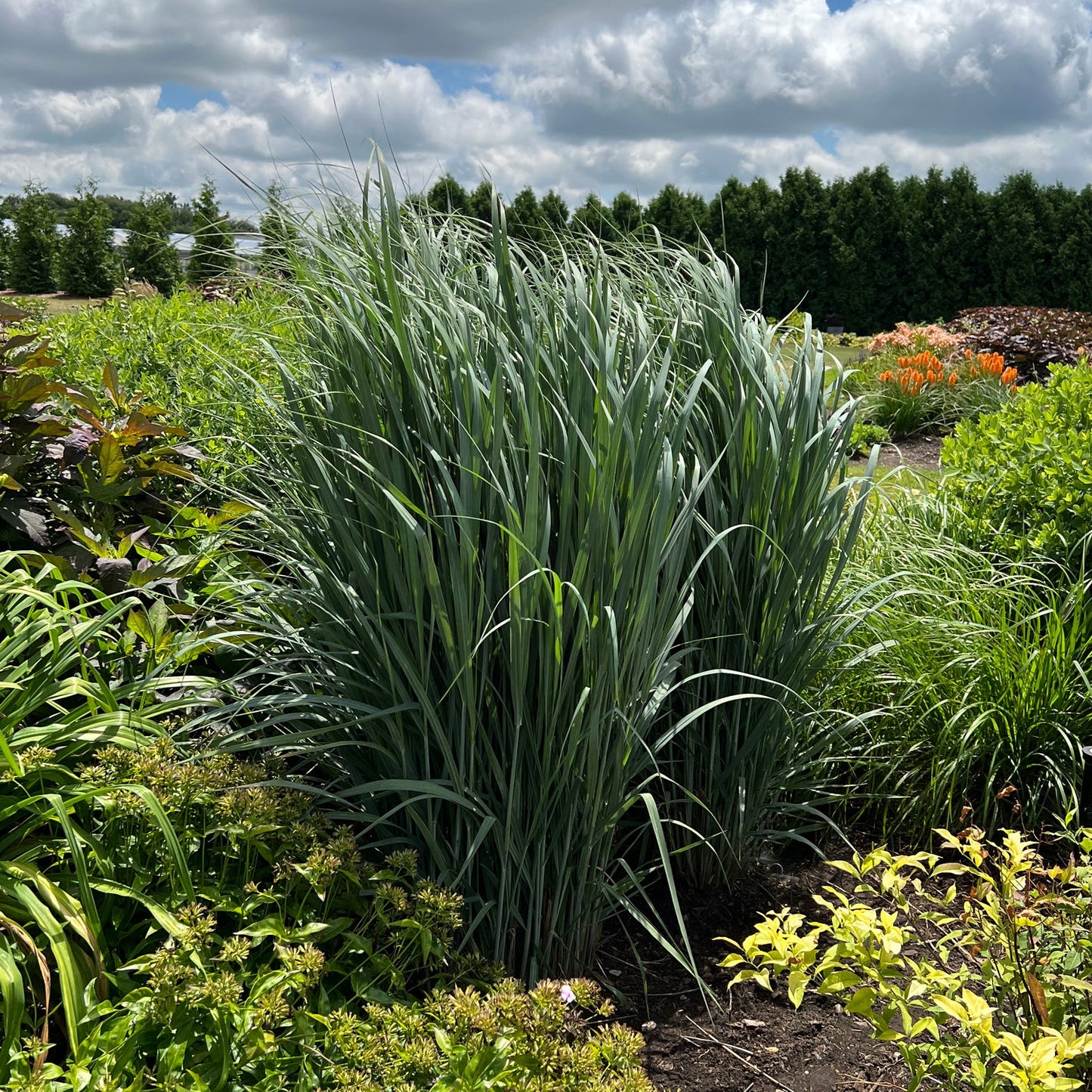A large clump of Prairie Winds® 'Totem Pole' Switch Grass (Panicum) thrives in a sunny garden, adding texture and height among green plants and flowers stands out against dark green shrubs and a partly cloudy sky - Photo Property of Garden Crossings LLC.