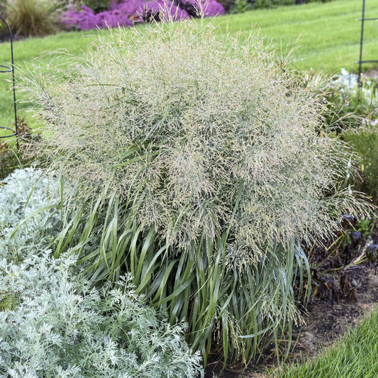 Prairie Winds® 'Niagara Falls' Switch Grass (Panicum), with long, slender green leaves and airy flower plumes, grows in a garden amid other foliage and a lush green lawn - Photo Courtesy of Proven Winners, Inc.