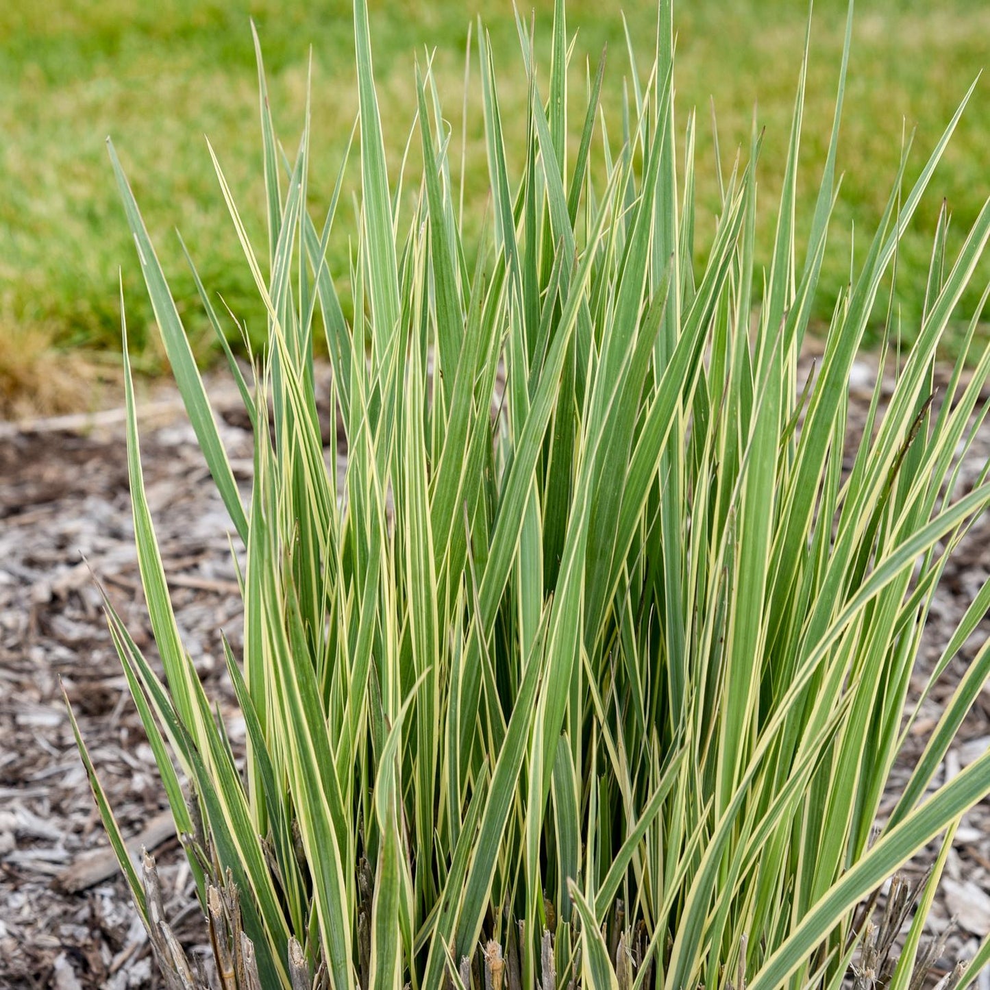 Close-up of Prairie Winds® 'Switcheroo' Switch Grass (Panicum) features long, narrow leaves with creamy-white edges in a mulched garden bed, highlighted against a backdrop of blurred green grass - Photo Courtesy of Walters Gardens, Inc.